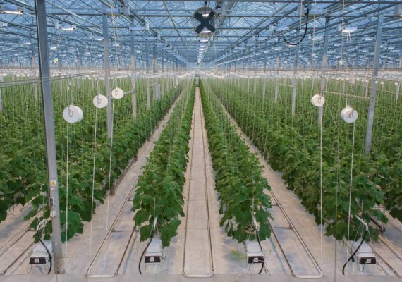 ������� ��������� ��������� �� ��������� ����������� � �������������� ������������ �������������� ������ ����������� ������