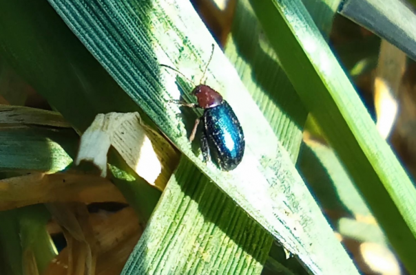 � ������� ����������� ������������ ���������� ������� ������������