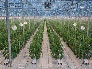 ������� ��������� ��������� �� ��������� ����������� � �������������� ������������ �������������� ������ ����������� ������