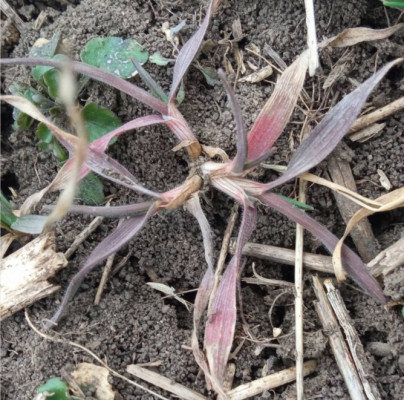 �������� ���������� ������� ������������� � �����������  ����������� ��������