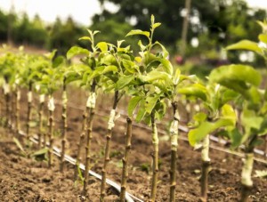 � �������� �������� ������� �������� ��������