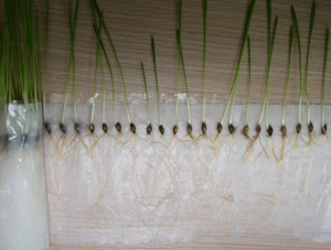 �������������� ����� ������ �� ��������