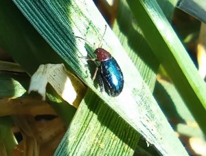 � ������� ����������� ������������ ���������� ������� ������������