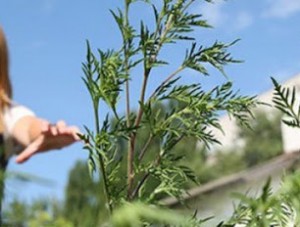 � ������������� ����������� ������ �������� � ������������� �� �����������